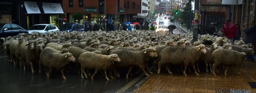 Las reses por el centro de la ciudad. / SN