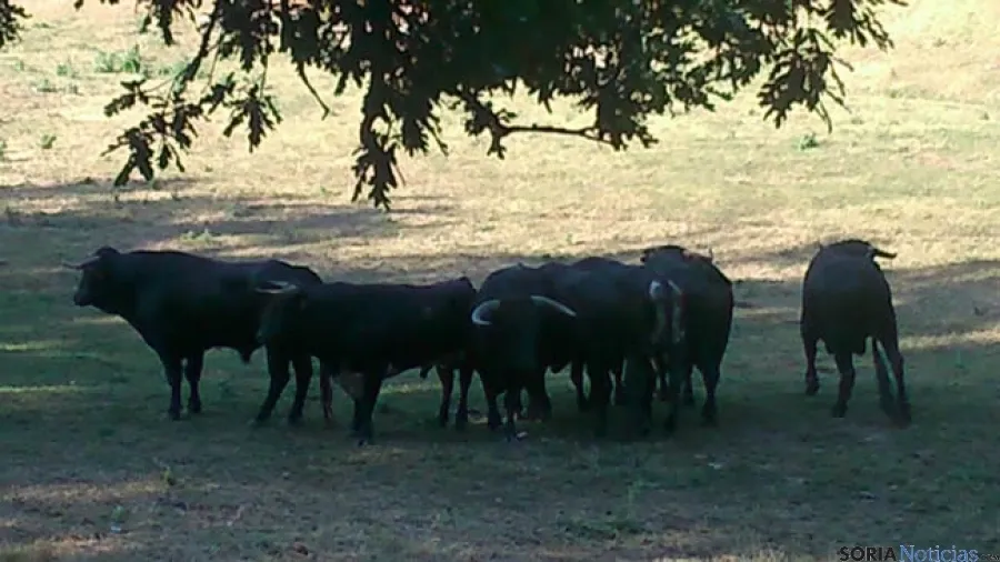 Novillos en el Lavalenguas