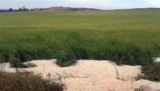 Granizo acumulado en una finca de cereal en la provincia. 