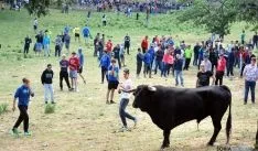 El ganado no ha demostrado demasiada casta esta Compra. / SN