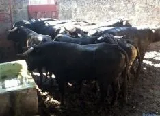 Los toros, encerrados ya en los corrales. / SN 