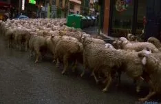 Las reses por el centro de la ciudad. / SN