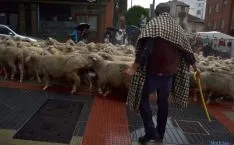 Las reses por el centro de la ciudad. / SN