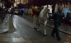 Las reses por el centro de la ciudad. / SN