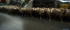 Las reses por el centro de la ciudad. / SN