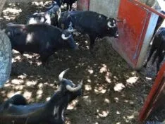 Festejo de La Saca