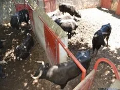 Festejo de La Saca