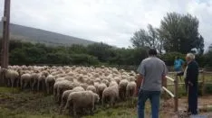 Jornada 'Somos Trashumantes' en Los Campos