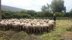 'Somos Trashumantes' 2015 en Los Campos