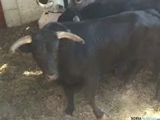Novillos en el Lavalenguas