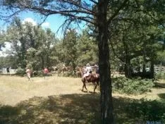 La Saca 2015
