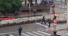 Paso de las ovejas por Soria