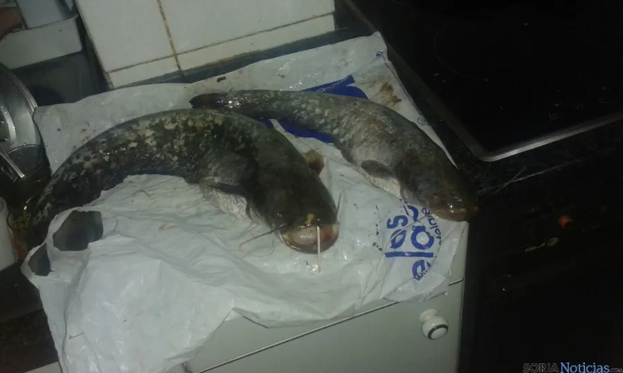 Dos ejemplares de siluro capturados en Los Rábanos. / SN
