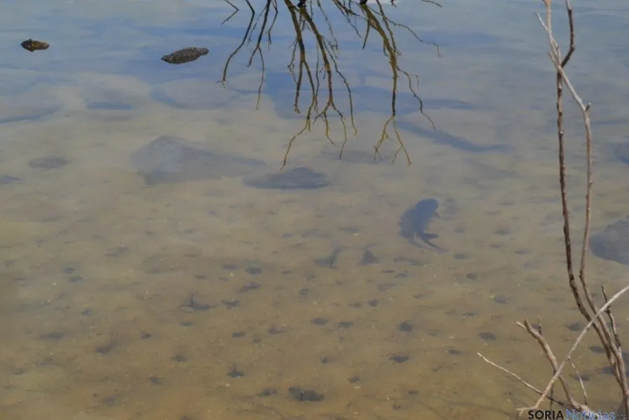 Carpas muertas en el pantano