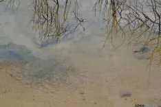 Carpas muertas en el pantano