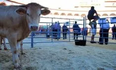 Imagen de la feria ganadera en el coso de San Benito. / SN