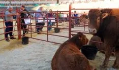 Imagen de la feria ganadera en el coso de San Benito. / SN