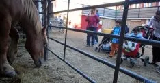 Imagen de la feria ganadera en el coso de San Benito. / SN