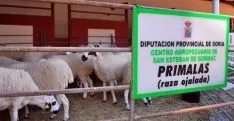 Imagen de la feria ganadera en el coso de San Benito. / SN