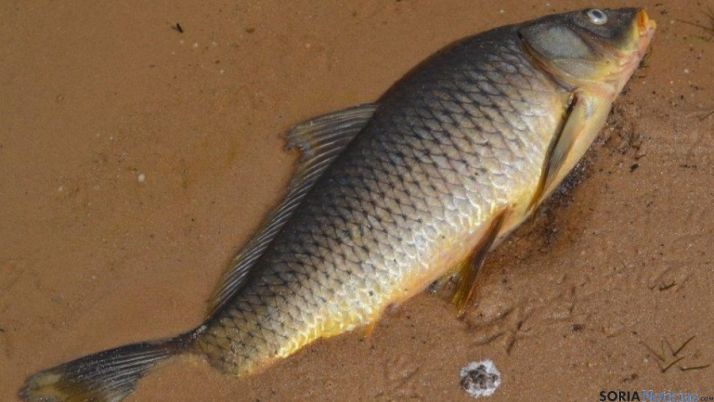 Carpa muerta en el pantano