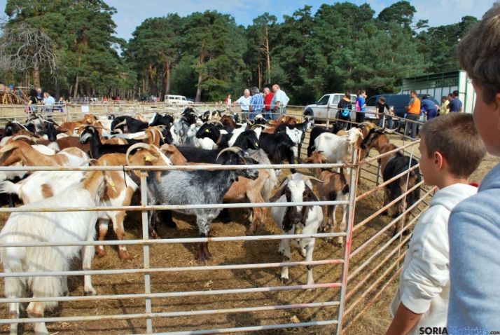 Feria Ganadera de Vinuesa