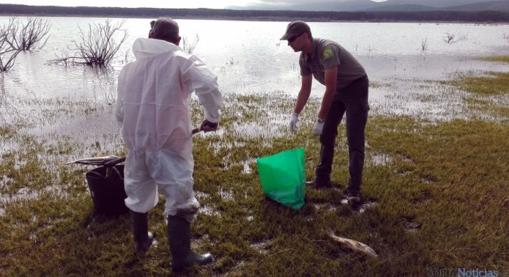 Labores de recogida de los animales muertos en el pantano. / Jta