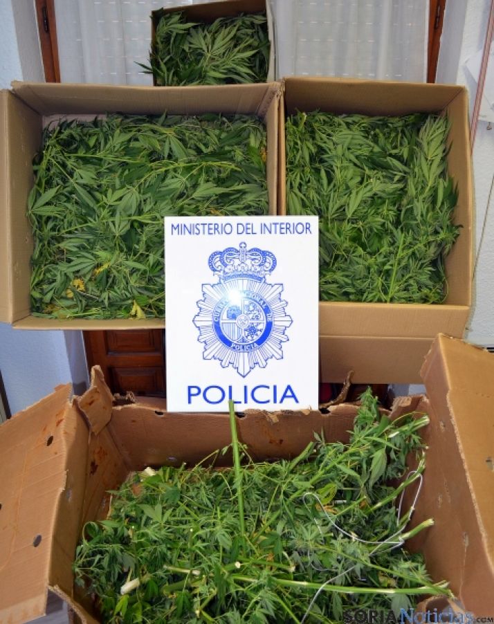 La marihuana incautada. / Sudelg.