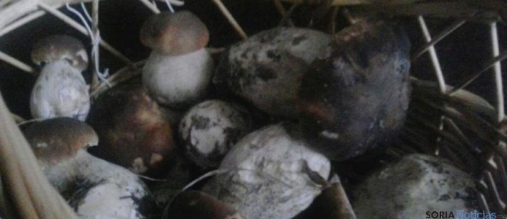 Boletus recolectados en septiembre