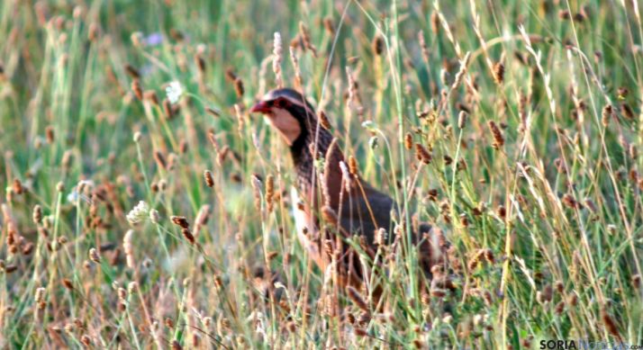 Una perdiz en un campo soriano. / SN