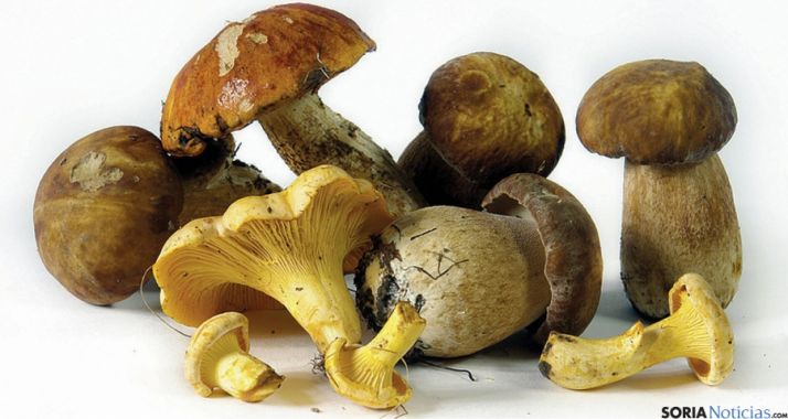 Diversas especies micológicas recogidas en la provincia. / pinaresnoticias.com