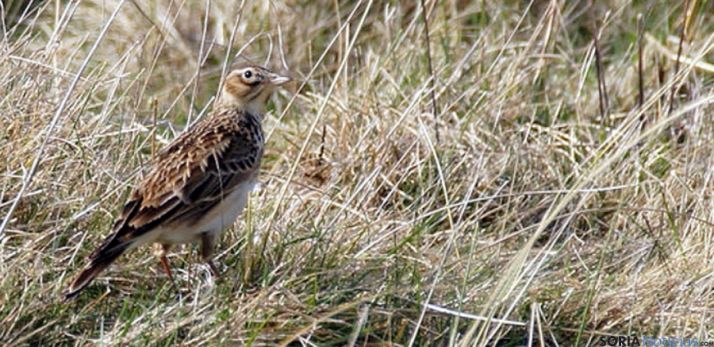 Una alondra en el páramo de Barahona. / SN
