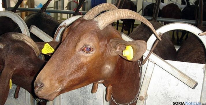 Crotales auriculares en cabras.