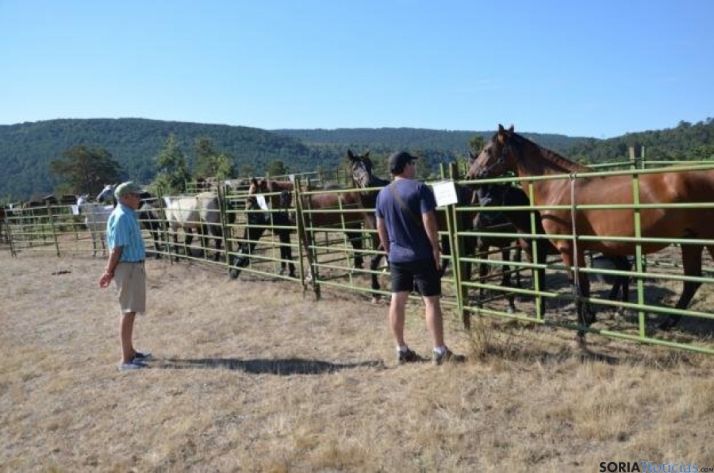 Feria Ganadera de Covaleda