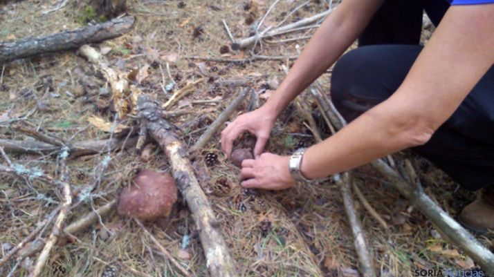 Duruelo, Covaleda y Vinuesa continúan en la regulación micológica