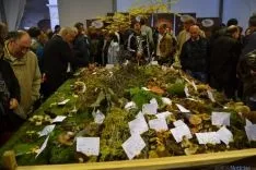 Foto 6 - Arranca el Mercasetas m&aacute;s visitado, con menos ejemplares y m&aacute;s difusi&oacute;n de Soria