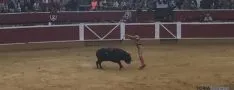 Novillada de San Saturio