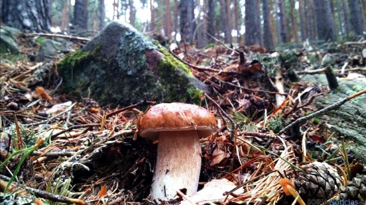 Un boletus en la zona de Pinares de Soria. / SN