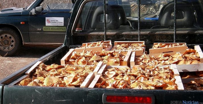 Níscalos decomisados en Boos en la campaña anterior. / Jta.