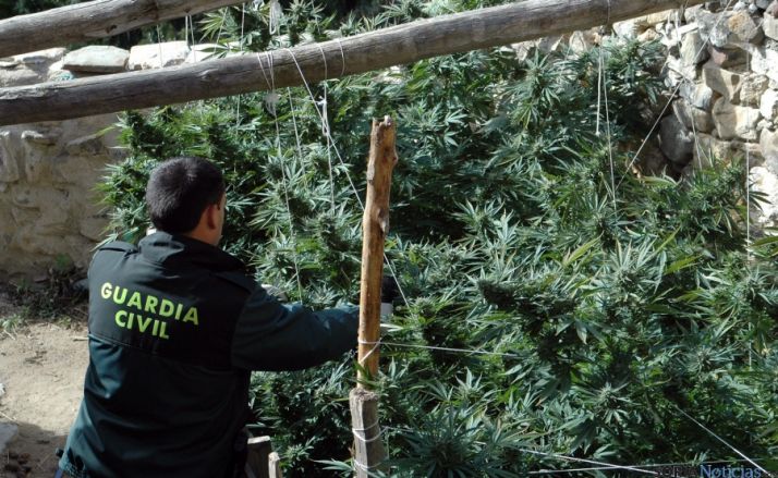 Un agente con las plantas incautadas.