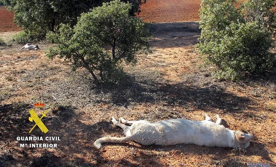 Los cadáveres abandonados de los perros.