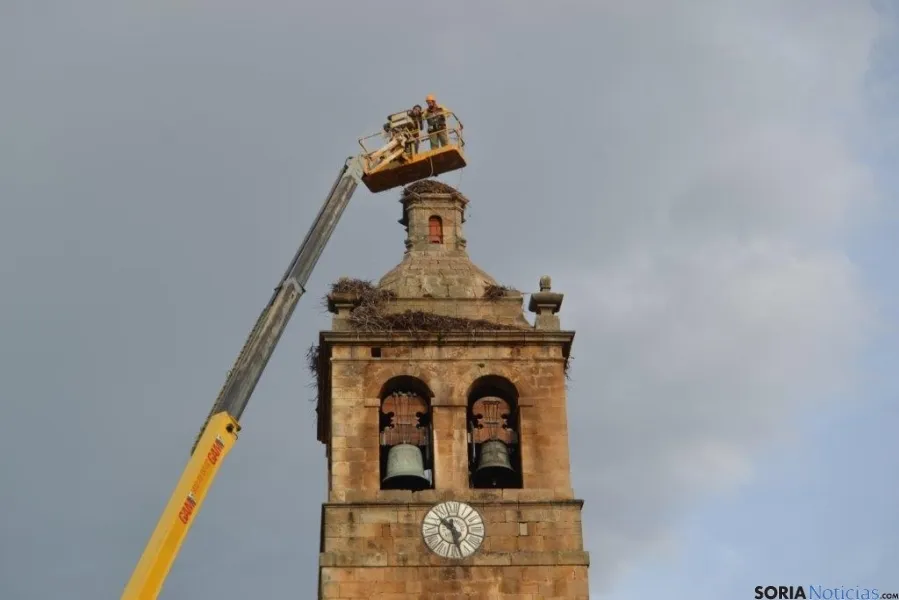 Retirada de nidos en la iglesia de El Royo