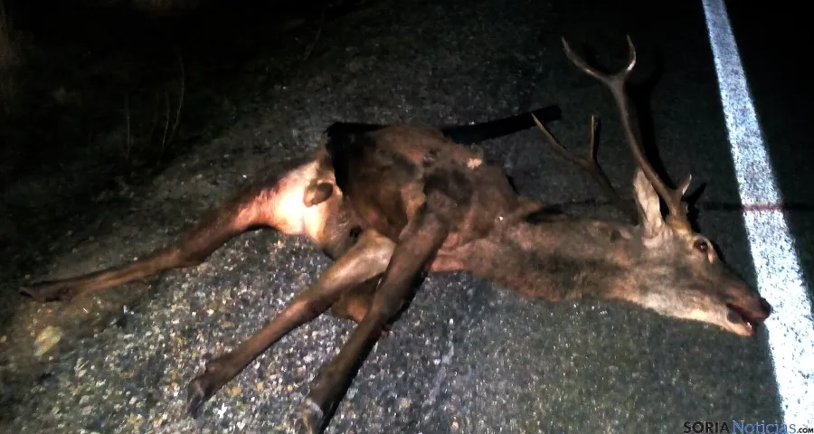El animal tras el accidente. / SN