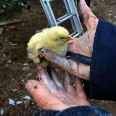 Imagen del único pollo superviviente. / BO