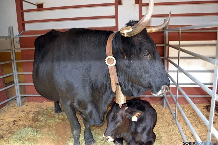 Una vaca serrana con su ternero./SN