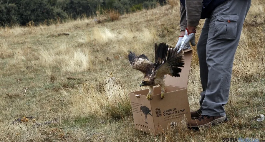 Un águila calzada al ser liberada tras su recuperación. / Jta.