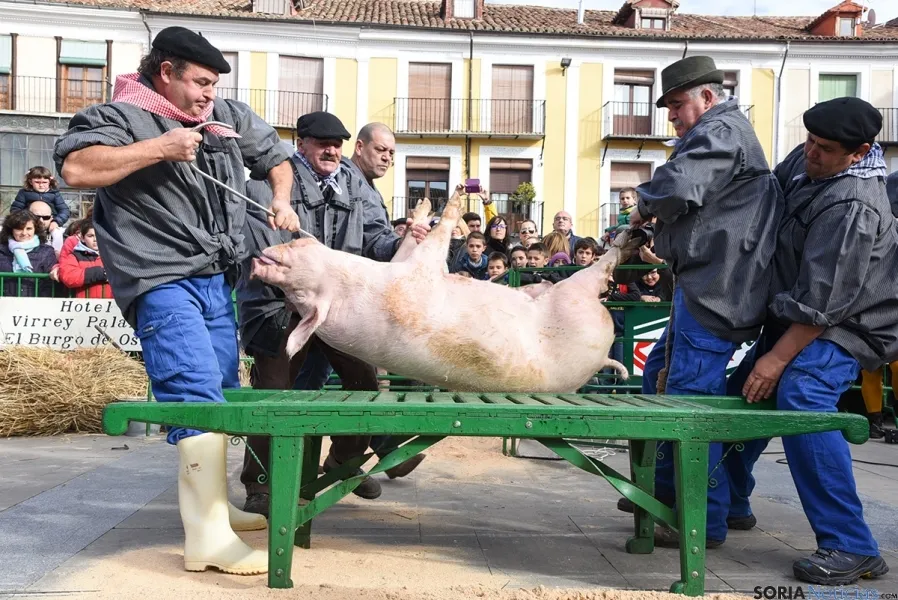 El sacrificio del gorrino este domingo en El Burgo. / SN