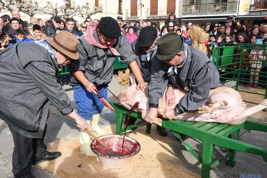 El sacrificio del gorrino este domingo en El Burgo. / SN
