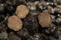 La trufa negra, el diamante negro de Soria.