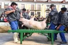El sacrificio del gorrino este domingo en El Burgo. / SN