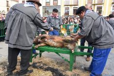 El sacrificio del gorrino este domingo en El Burgo. / SN